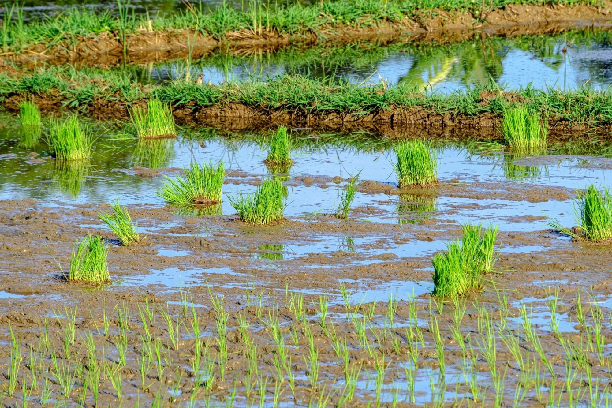 Nha Tan - Mai Chau Homestay And Tours Dış mekan fotoğraf